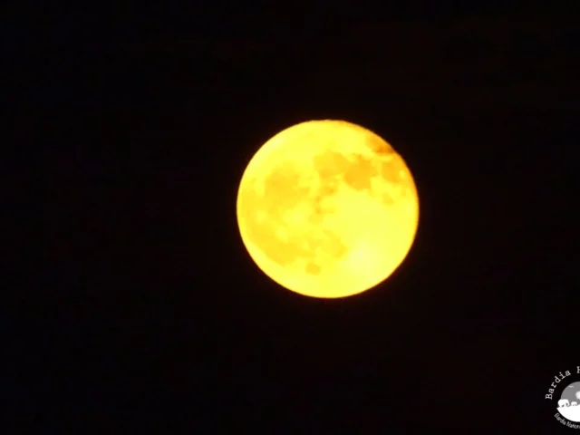 Moon Bardia National Park