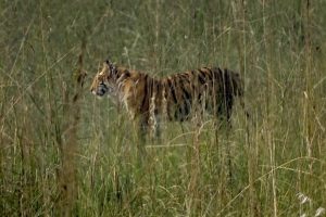 Bengal Tiger Bardia National Park Nepal