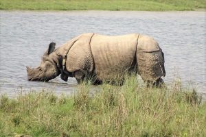 Rhino Bardia National Park