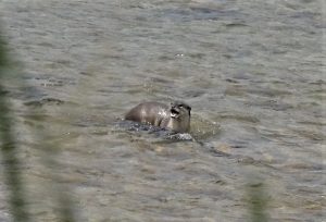 Otter Bardia National Park Nepal