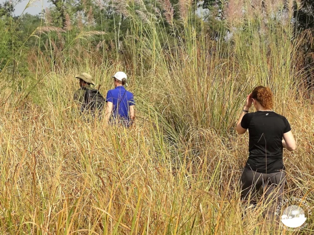 Jungle walk Bardia National Park Nepal
