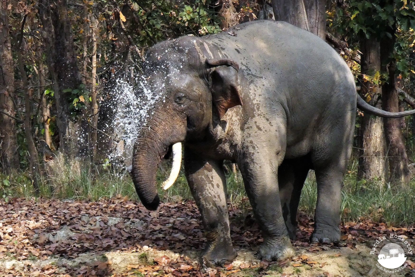 Asian Elepephant Bardia National Park Nepal