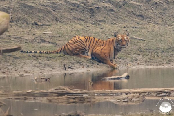 Tiger Bardia National Park Nepal FH Tiger Bardia National Park Nepal
