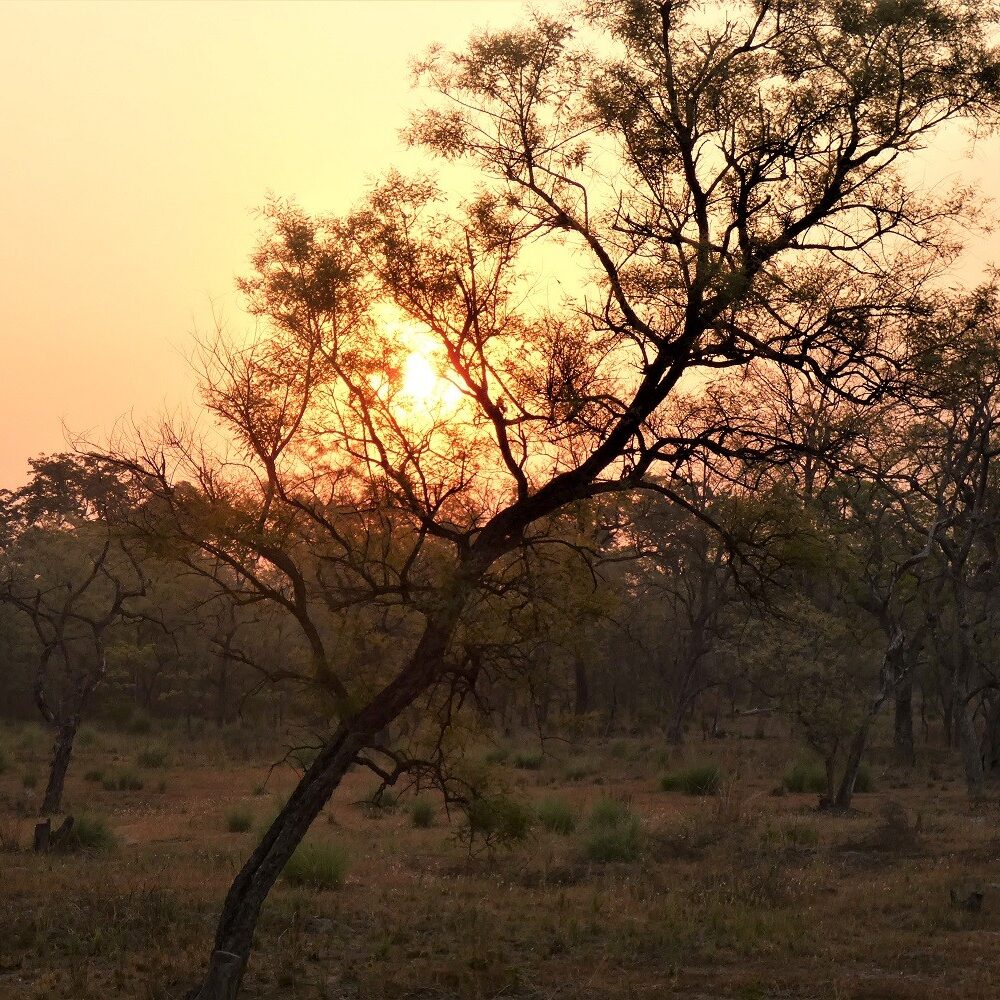 sunrise-treehouse-bardia-national-park-nepal Sunrise Treehouse Bardia National Park