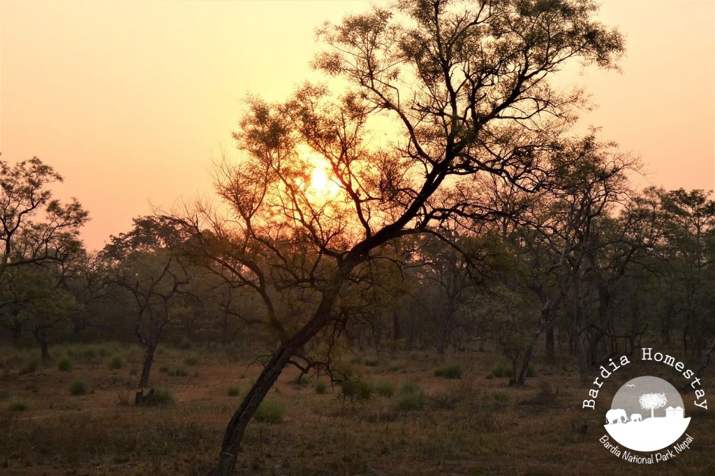 Sunrise Treehouse Bardia National Park