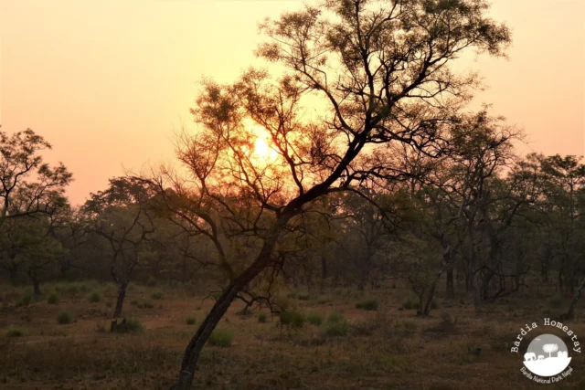 Sunrise Treehouse Bardia National Park