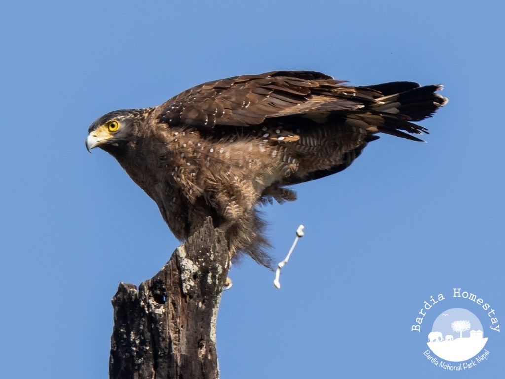 Crested Serpent Eagle Bardia National Park Nepal