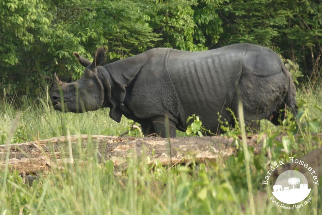 Rhino Bardia National Park Nepal