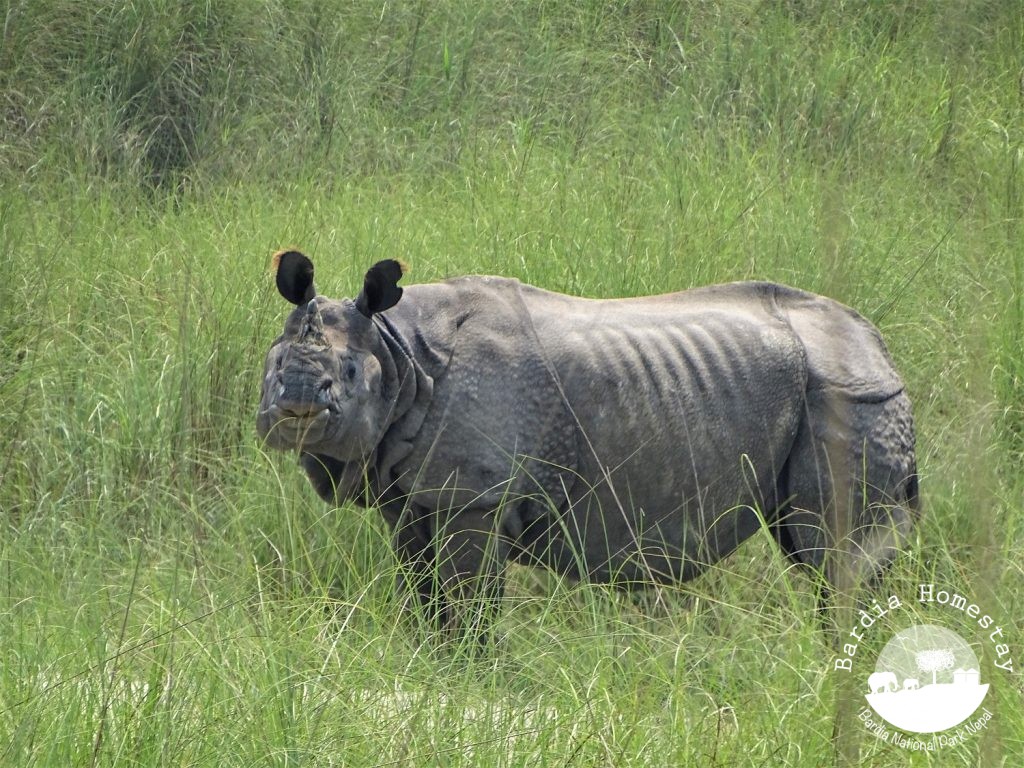 Rhino Bardia National Park