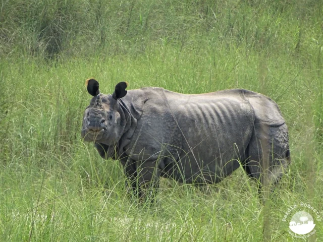 Rhino Bardia National Park