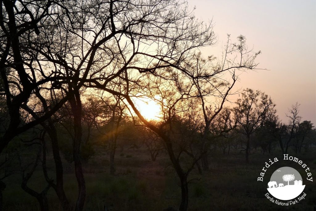 Sunset Treehouse Bardia National Park