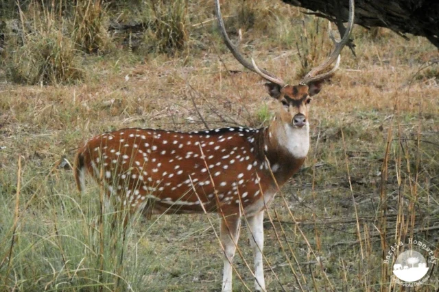 Spotted Deer Bardia National Park