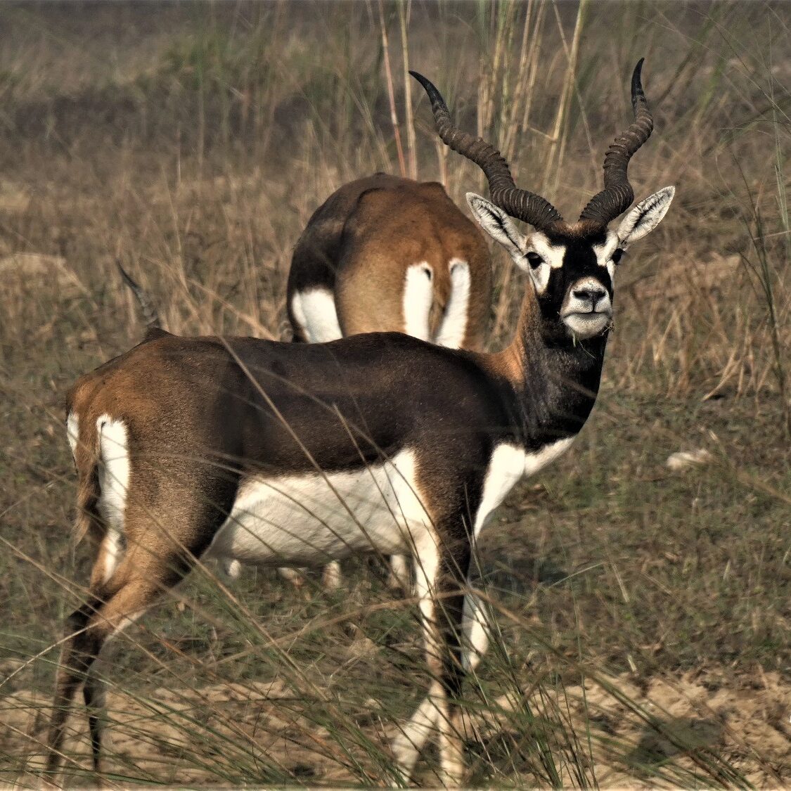 Black Buck Bardia National Park Nepal (2) Blackbuck Bardia National Park Nepal