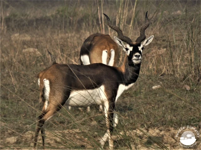 Blackbuck Bardia National Park Nepal