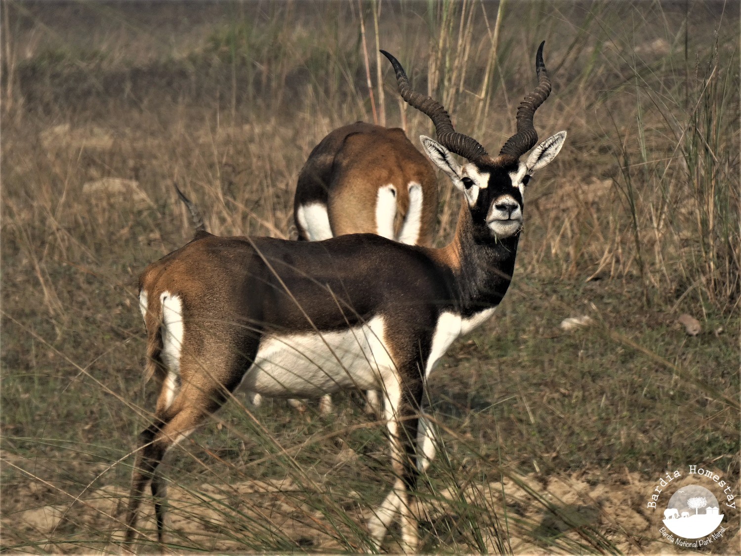 Blackbuck Bardia National Park Nepal