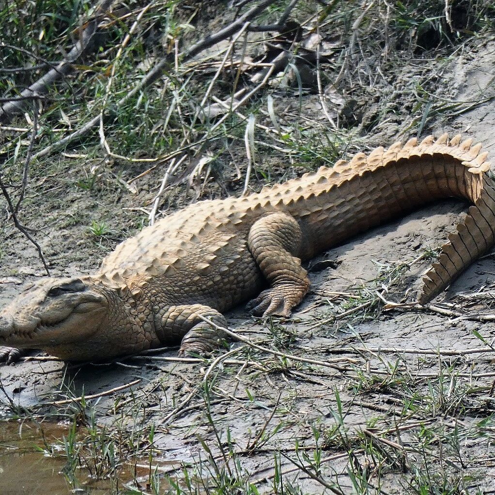 Marsh Mugger Crocodile Bardia National Park Nepal (2) Marsh Mugger Crocodile Bardia National Park