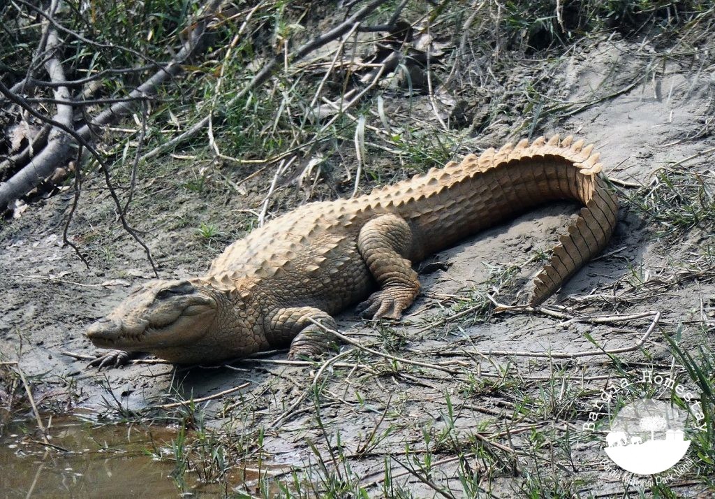 Marsh Mugger Crocodile Bardia National Park
