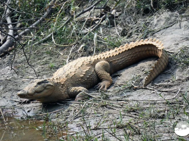 Marsh Mugger Crocodile Bardia National Park