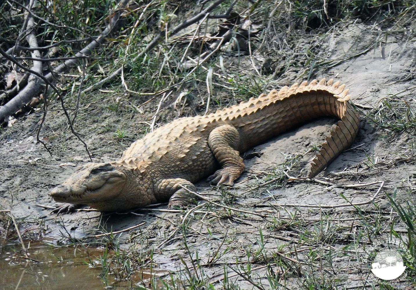 Marsh Mugger Crocodile Bardia National Park