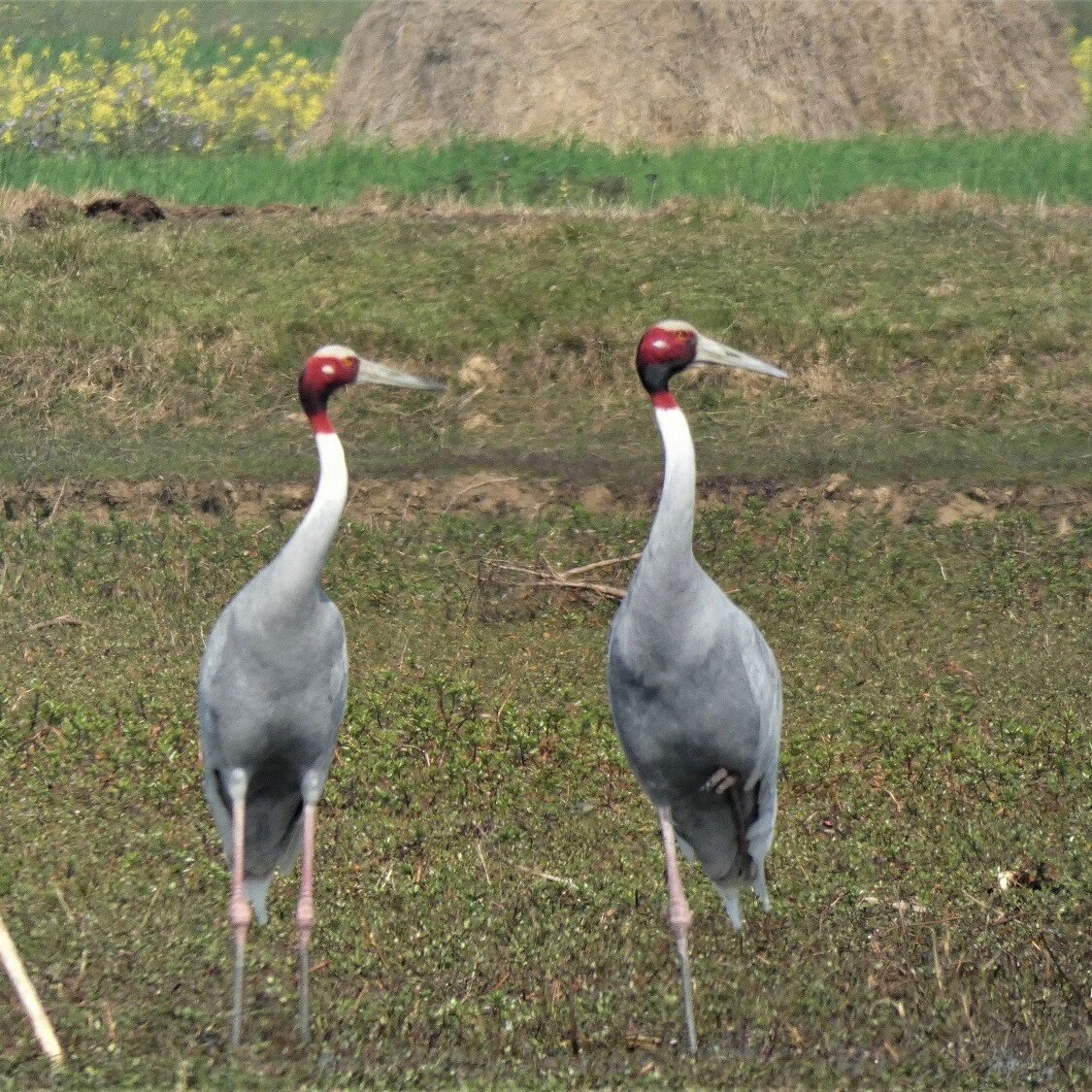 Sarus Crane Badhayia Tal Bardiya Sarus Crane Bardia National Park