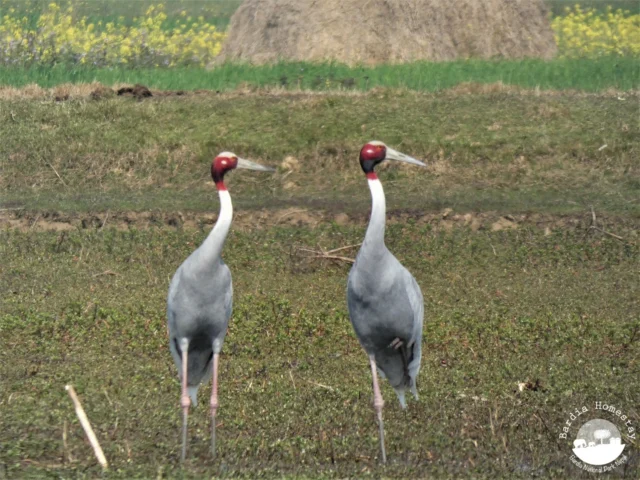 Sarus Crane Bardia National Park