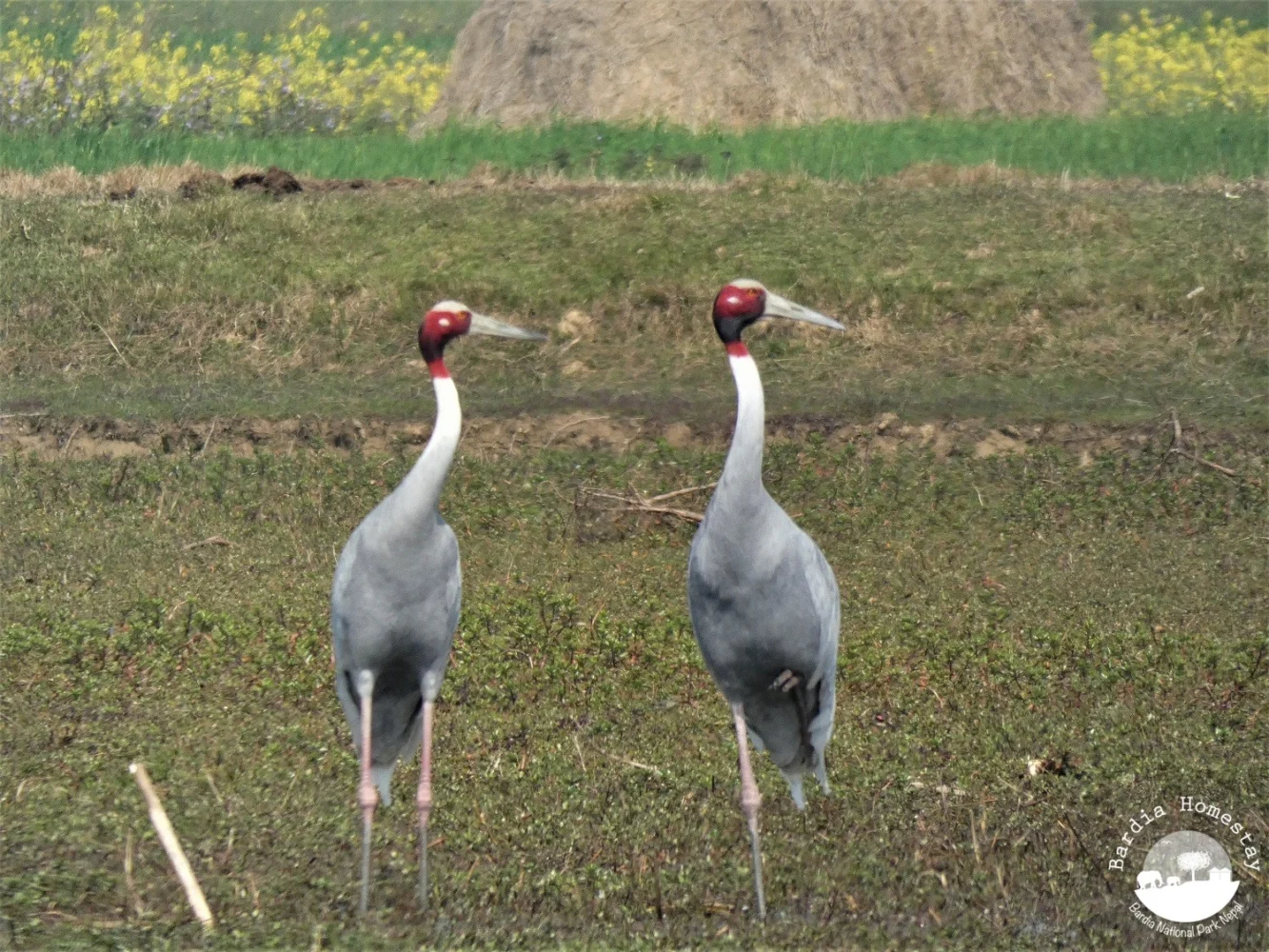 Sarus Crane Bardia National Park