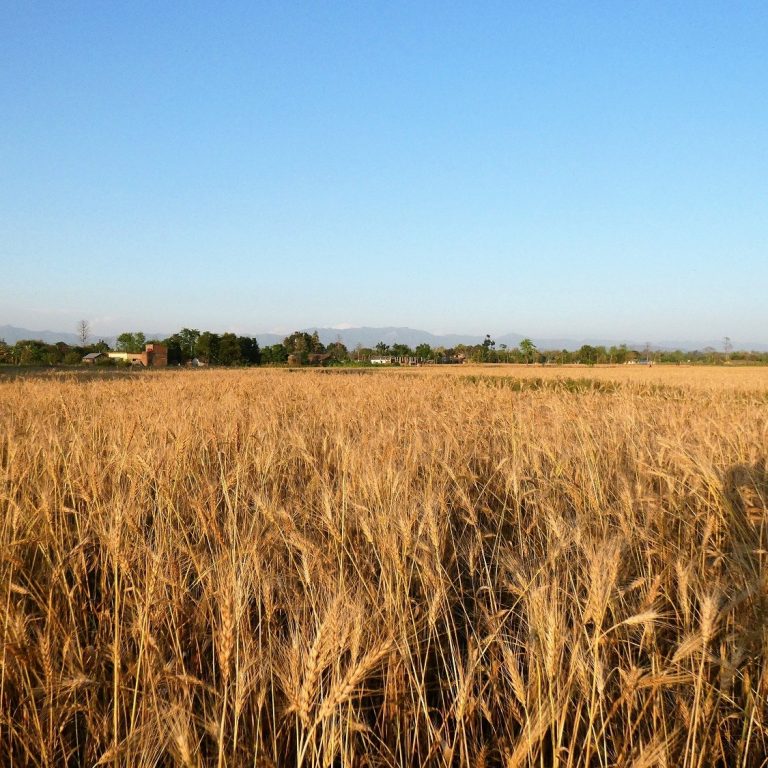 wheat fields countryside Bardia National Park Wheat fields around Bardia Homestay Nepal