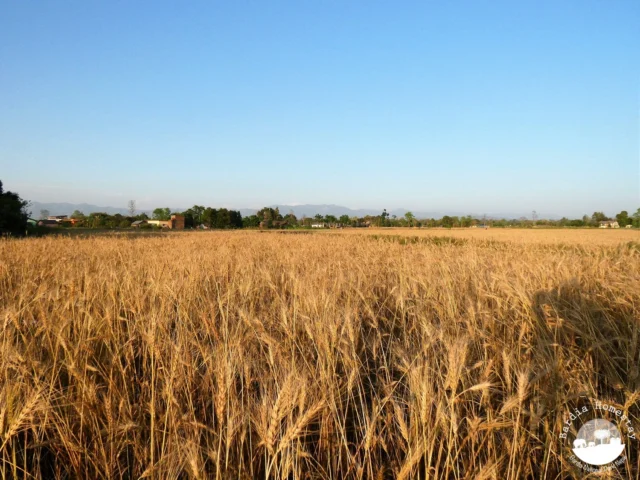 Wheat fields around Bardia Homestay Nepal