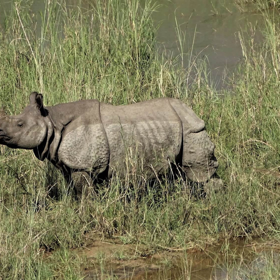 Rhino Bardia National Park Nepal xs Rhino Bardia National Park