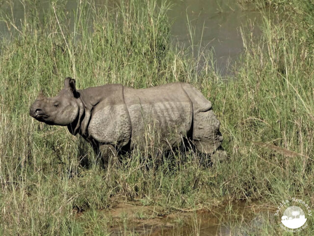 Rhino Bardia National Park