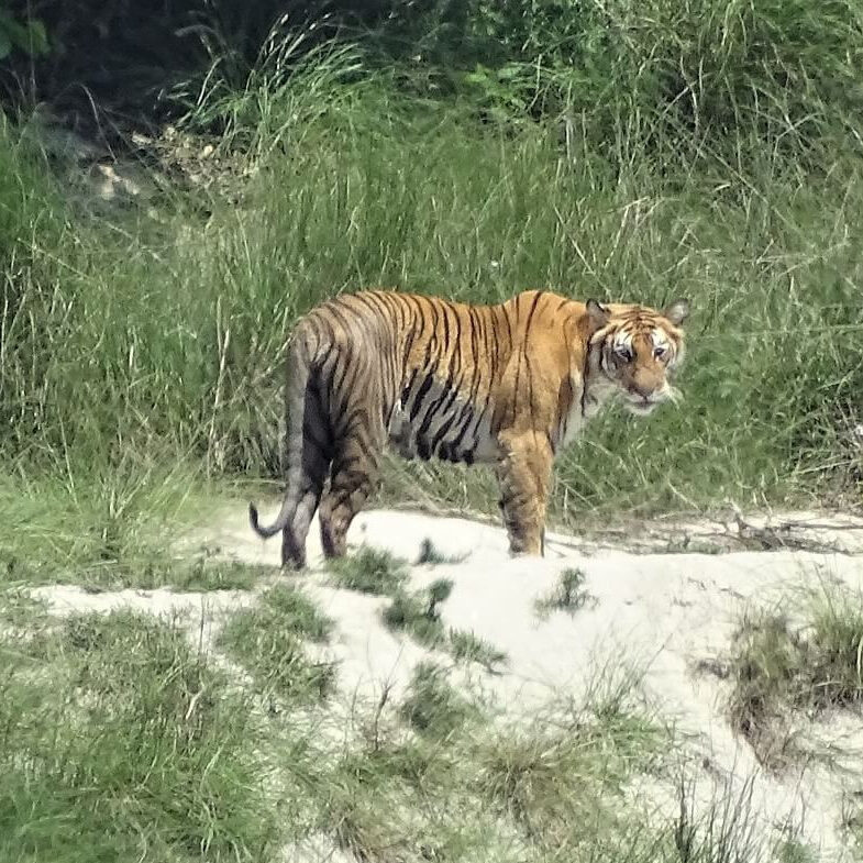 Tiger Bardia National Park Nepal (2) Tiger Bardia National Park Nepal (2)