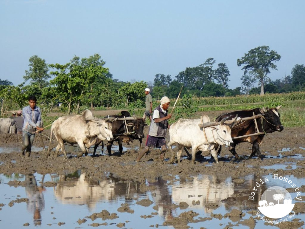 Ploughing the paddy field Bardiya Nepall