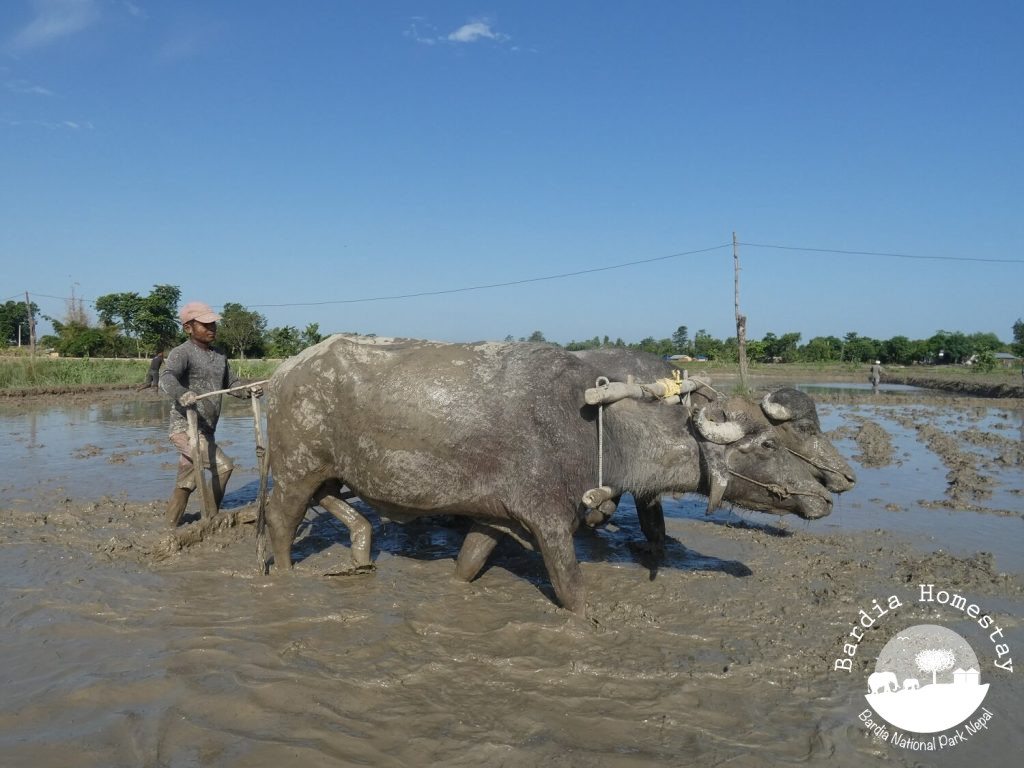 Ploughing the paddy field Bardiya Nepal