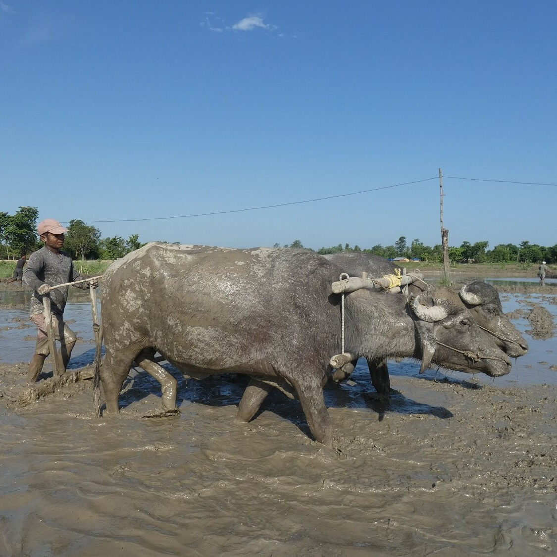 P1070799 Plowing the rice field Bardiya Nepal