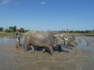 Ploughing the paddy field Bardiya Nepal