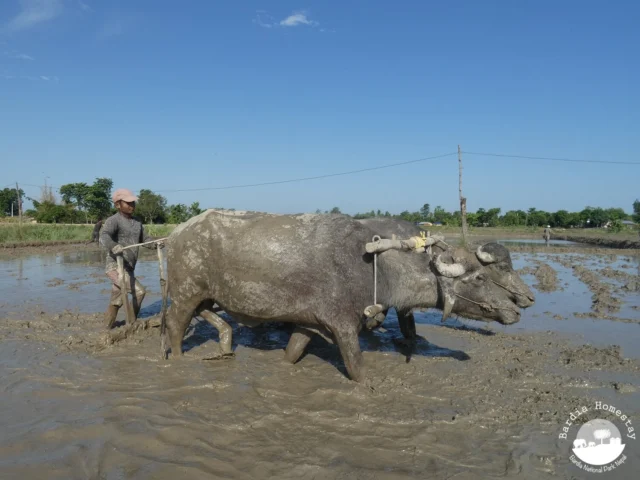 Ploughing the paddy field Bardiya Nepal