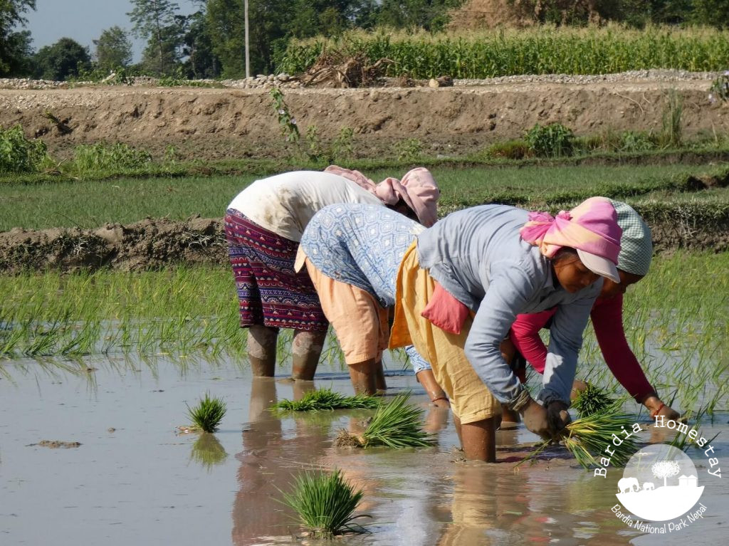 Rice plantation day Nepal
