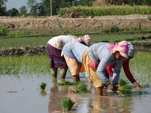 Rice plantation day Nepal