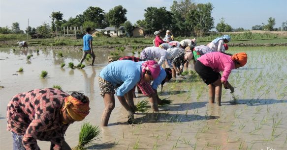 P1070840 Rice plantation Bardia National Park