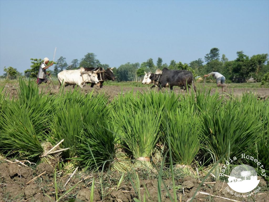 Rice plantion day Bardia National Park Nepal