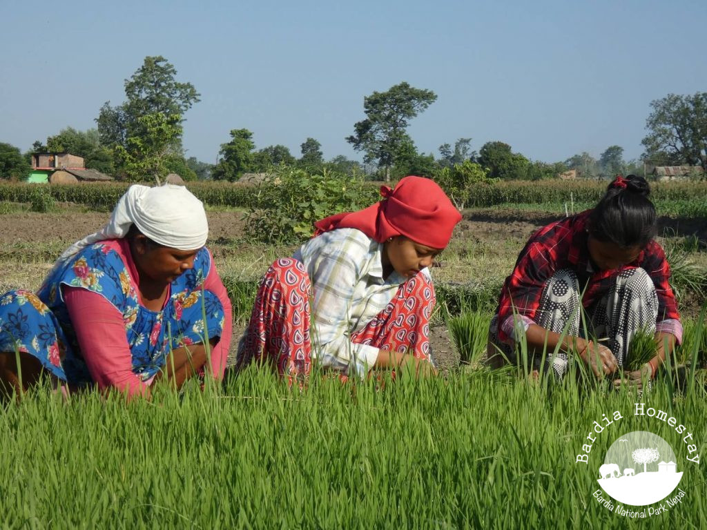 Rice plantation day Bardia National Park