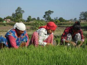Rice plantation day Bardia National Park