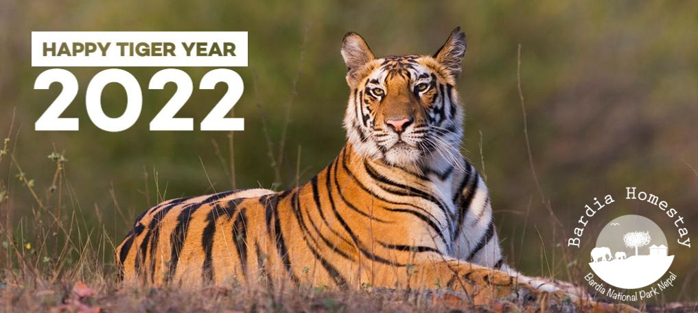 Happy Tiger Year 2022 Bardia Nepal