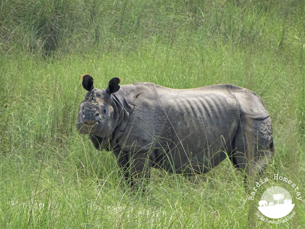 Rhino Bardia National Park Nepal