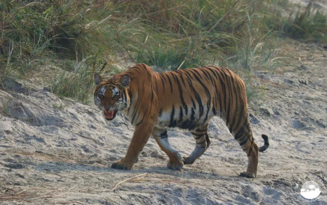 Bengal tiger beside the river in Bardia National Park