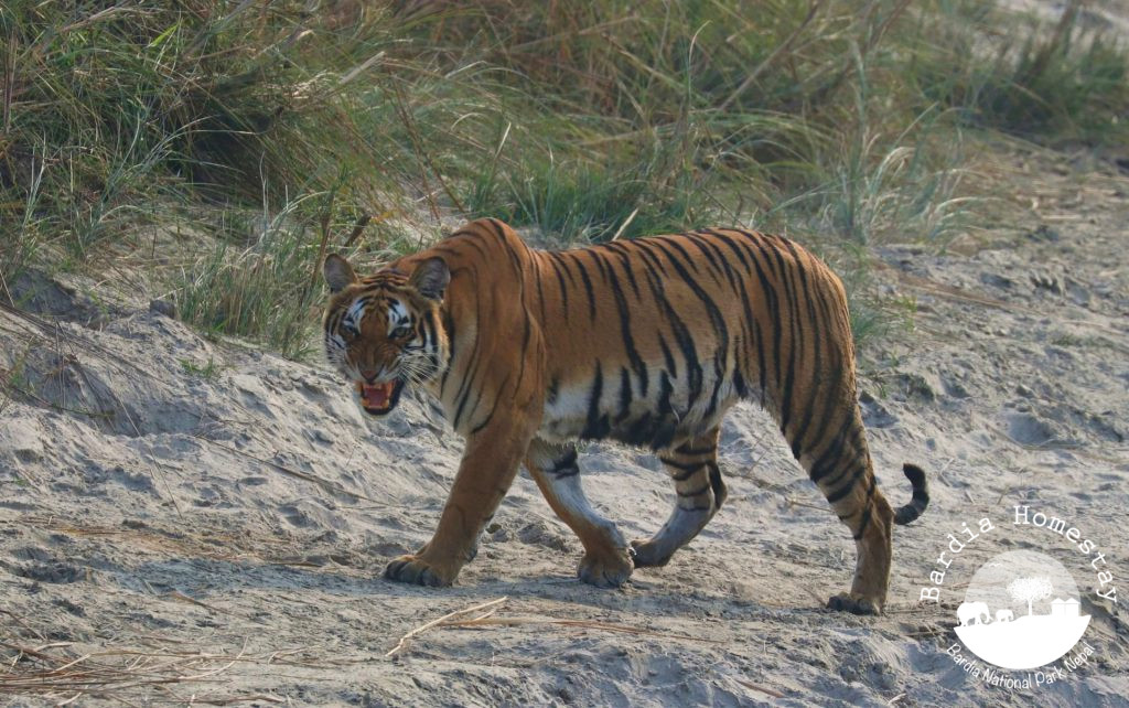 Tiger Bardia National Park