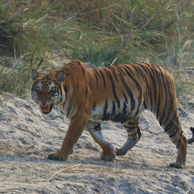 Tiger river bardia national park nepal mc Tiger river bardia national park nepal mc