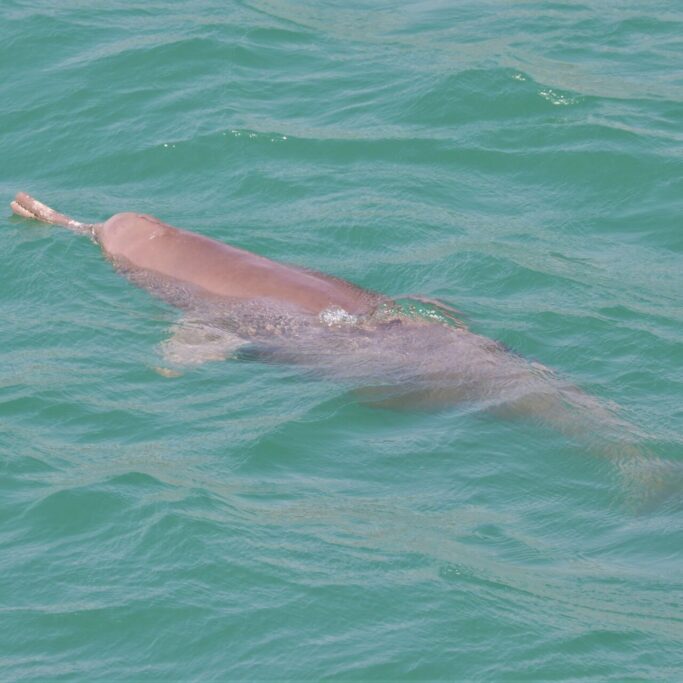 Ganges River Dolphin Bardia National Park Ganges River Dolphin Bardia National Park Nepal