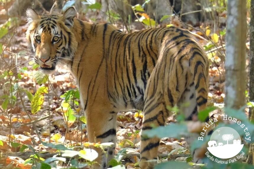 Tiger Bardia National Park Bengal Tiger Bardia National Park Nepal