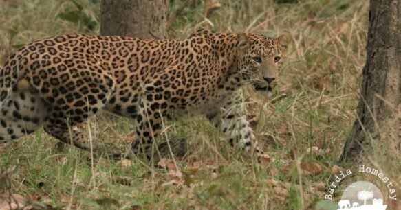 Leopard Bardia National Park Nepal Leopard Bardia National Park Nepal